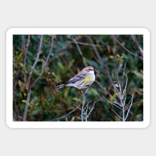 Yellow Rump Warbler Sticker